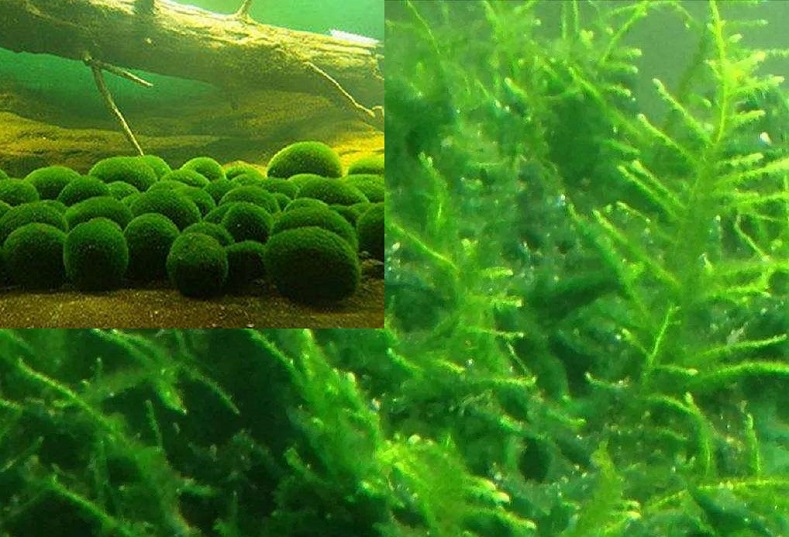  小球藻